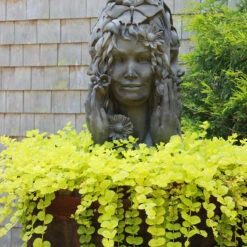 Yellow Creeping Jenny -Great Garden Plants Sales Store lysimachia aurea creeping jenny 8