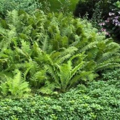 Ostrich Fern -Great Garden Plants Sales Store matteuccia struthiopteris ostrich fern 3 sw