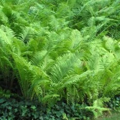 Ostrich Fern -Great Garden Plants Sales Store matteuccia struthiopteris ostrich fern 5 sw