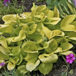 Great Garden Plants Sales Store -Great Garden Plants Sales Store maui buttercups hosta 2