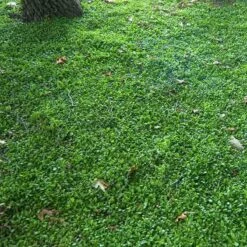 Purple Mazus -Great Garden Plants Sales Store mazus reptans purple 10 sw