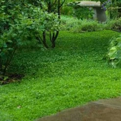 Purple Mazus -Great Garden Plants Sales Store mazus reptans purple 11 sw