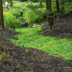 Purple Mazus -Great Garden Plants Sales Store mazus reptans purple 12 sw