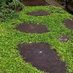 Purple Mazus -Great Garden Plants Sales Store mazus reptans purple 13 sw