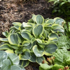 'Mighty Mouse' Hosta -Great Garden Plants Sales Store mighty mouse hosta 2