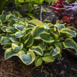 'Mighty Mouse' Hosta -Great Garden Plants Sales Store mighty mouse hosta 3