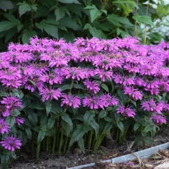 'Leading Lady Plum' Bee Balm -Great Garden Plants Sales Store monarda leading lady plum 3