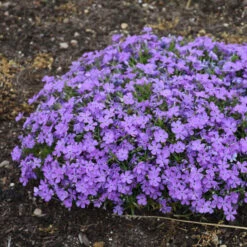 Mountainside™ 'Crater Lake' Phlox -Great Garden Plants Sales Store mountainside crater lake phlox 2