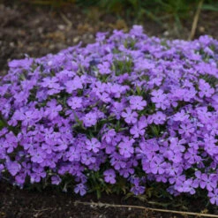 Mountainside™ 'Crater Lake' Phlox -Great Garden Plants Sales Store mountainside crater lake phlox 3