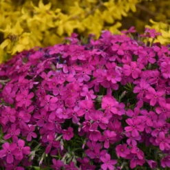 Mountainside™ 'Majestic Magenta' Phlox -Great Garden Plants Sales Store mountainside majestic magenta phlox 3