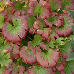Red-Leafed Mukdenia -Great Garden Plants Sales Store mukdenia rossii karasuba 2