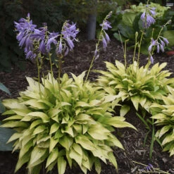 'Munchkin Fire' Hosta -Great Garden Plants Sales Store munchkin fire hosta 4