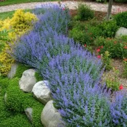 Walker's Low Catmint 13 Walker's Low Catmint -Great Garden Plants Sales Store nepeta walkers low catmint 3
