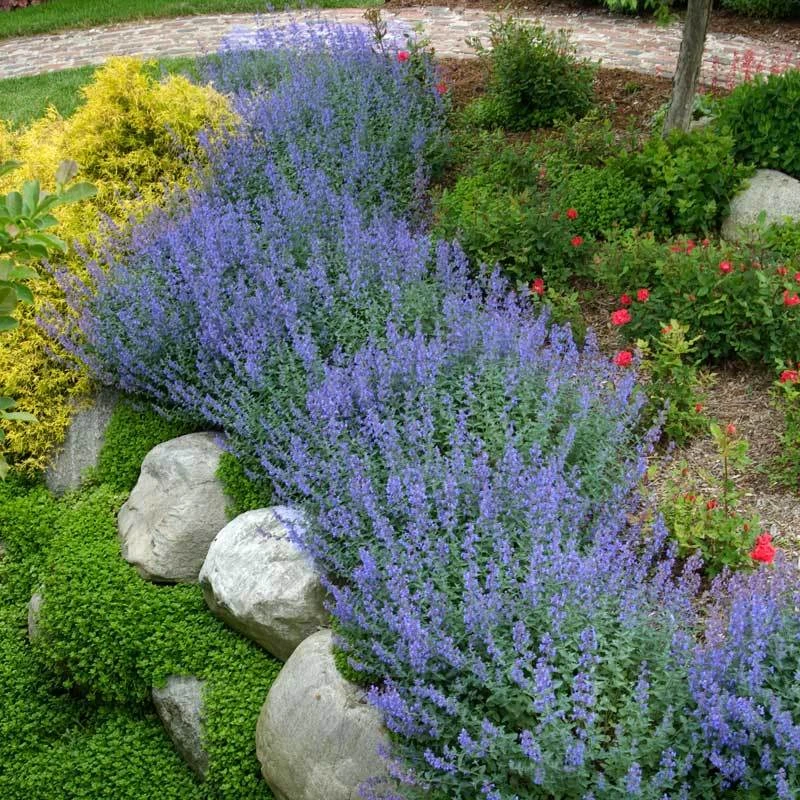 Walker's Low Catmint 6 Walker's Low Catmint - Image 6