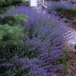 Walker's Low Catmint 14 Walker's Low Catmint -Great Garden Plants Sales Store nepeta walkers low catmint 6