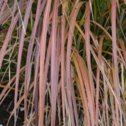 'Oktoberfest' Maiden Grass -Great Garden Plants Sales Store oktoberfest miscanthus 3
