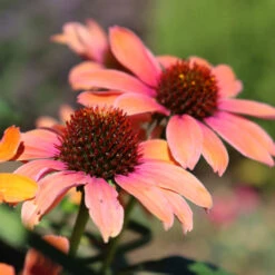 Color Coded™ 'Orange You Awesome' Coneflower -Great Garden Plants Sales Store orange you awesome coneflower 1