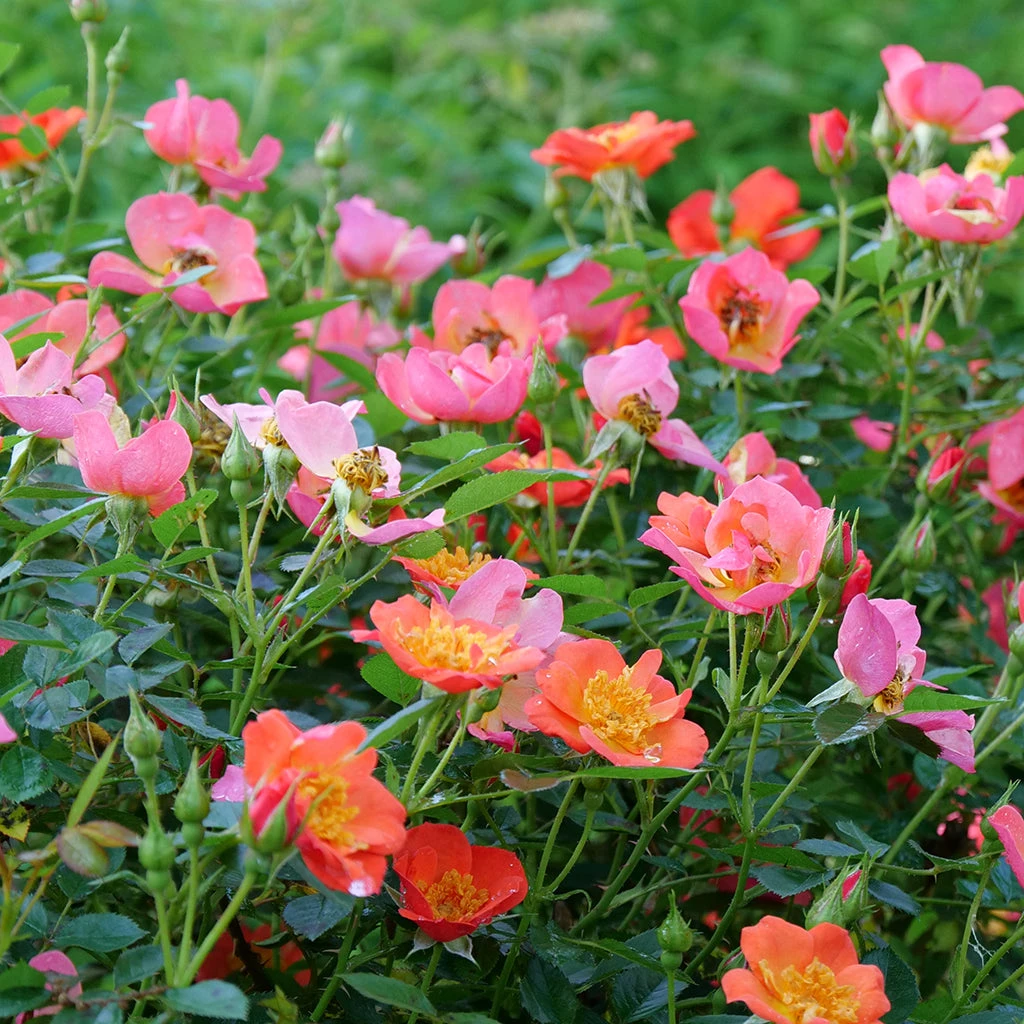 Oso Easy® Hot Paprika® Rose 9 Oso Easy® Hot Paprika® Rose - Image 9