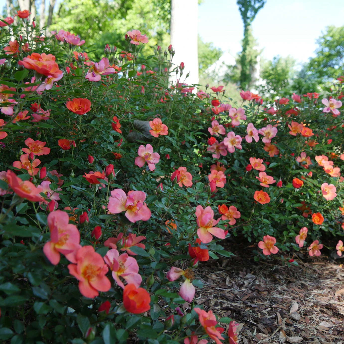 Oso Easy® Hot Paprika® Rose 10 Oso Easy® Hot Paprika® Rose - Image 10