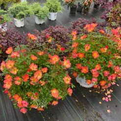 Oso Easy® Hot Paprika® Rose 13 Oso Easy® Hot Paprika® Rose -Great Garden Plants Sales Store oso easy hot paprika rose 4