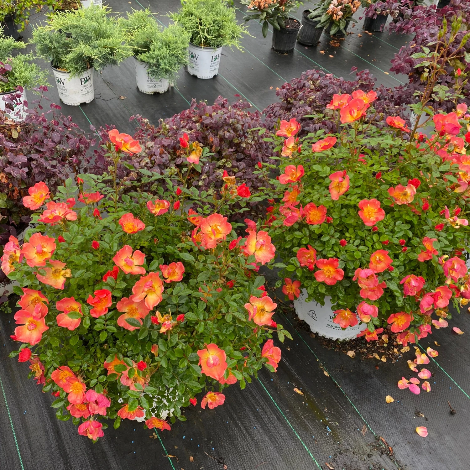 Oso Easy® Hot Paprika® Rose 3 Oso Easy® Hot Paprika® Rose - Image 3