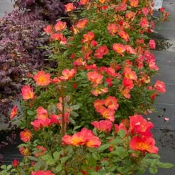 Oso Easy® Hot Paprika® Rose 15 Oso Easy® Hot Paprika® Rose -Great Garden Plants Sales Store oso easy hot paprika rose 5