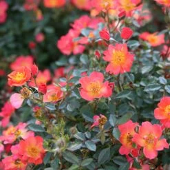 Oso Easy® Hot Paprika® Rose 18 Oso Easy® Hot Paprika® Rose -Great Garden Plants Sales Store oso easy hot paprika rose 9