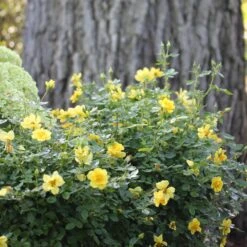 Oso Easy Lemon Zest® Rose -Great Garden Plants Sales Store oso easy lemon zest rose 5