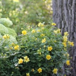 Oso Easy Lemon Zest® Rose -Great Garden Plants Sales Store oso easy lemon zest rose 6