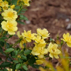 Oso Easy Lemon Zest® Rose -Great Garden Plants Sales Store oso easy lemon zest rose 7