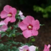 Paraplu Rouge™ Rose Of Sharon