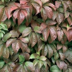 Red Wall® Virginia Creeper -Great Garden Plants Sales Store parthenocissus red wall virginia creeper 3