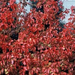 Red Wall® Virginia Creeper -Great Garden Plants Sales Store parthenocissus red wall virginia creeper 4