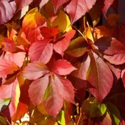 Red Wall® Virginia Creeper -Great Garden Plants Sales Store parthenocissus red wall virginia creeper 5