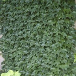 Boston Ivy -Great Garden Plants Sales Store parthenocissus tricuspidata boston ivy 8 sw
