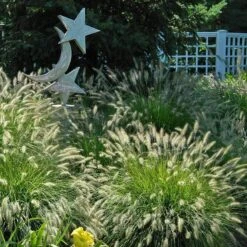 'Hameln' Fountain Grass -Great Garden Plants Sales Store pennisetum hameln dwarf fountain grass 4 sw
