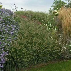 'Hameln' Fountain Grass -Great Garden Plants Sales Store pennisetum hameln dwarf fountain grass 6 sw
