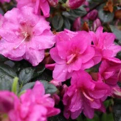 Perfecto Mundo® Double Purple Reblooming Azalea -Great Garden Plants Sales Store perfecto mundo double purple azalea 5