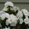 Perfecto Mundo® Double White Reblooming Azalea