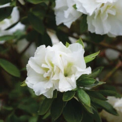 Perfecto Mundo® Double White Reblooming Azalea -Great Garden Plants Sales Store perfecto mundo double white reblooming azalea 3