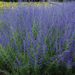 Deer & Rabbit Resistant Perennials Collection -Great Garden Plants Sales Store perovskia atriplicifolia russian sage 6 bf16f52f abfc 404b afc3 fbe3f0445e3e