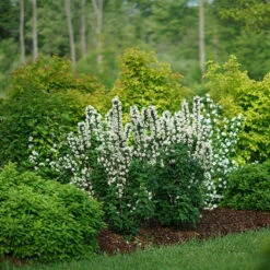 Illuminati Tower® Mock Orange -Great Garden Plants Sales Store philadelphus illuminati tower 3