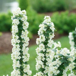 Illuminati Tower® Mock Orange -Great Garden Plants Sales Store philadelphus illuminati tower 4