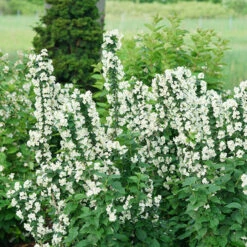 Illuminati Tower® Mock Orange -Great Garden Plants Sales Store philadelphus illuminati tower 5