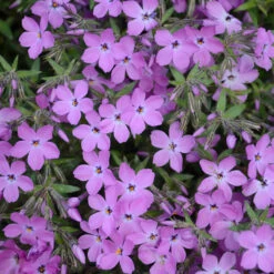 'Rose Sprite' Hybrid Spring Phlox -Great Garden Plants Sales Store phlox rose sprite 1