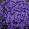 Mountainside™ 'Crater Lake' Phlox
