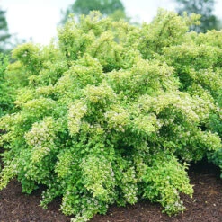 Tiny Wine® Gold Ninebark -Great Garden Plants Sales Store physocarpus tiny wine gold 3