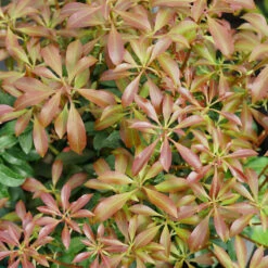 Interstella® Lily-of-the-Valley Shrub -Great Garden Plants Sales Store pieris interstella 2