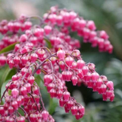 Interstella® Lily-of-the-Valley Shrub -Great Garden Plants Sales Store pieris interstella 4