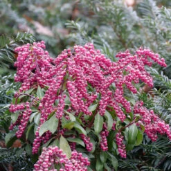 Interstella® Lily-of-the-Valley Shrub -Great Garden Plants Sales Store pieris interstella 5